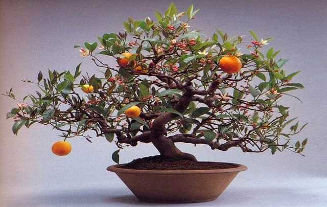 Image Name Orange bonsai 02