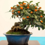 Orange Bonsai: How to Care Step by Step (With Photos)
