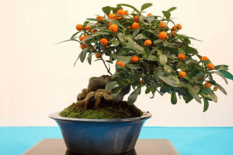 Orange Bonsai: How to Care Step by Step (With Photos)