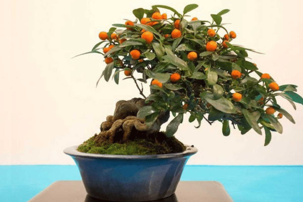 Orange bonsai – featured image