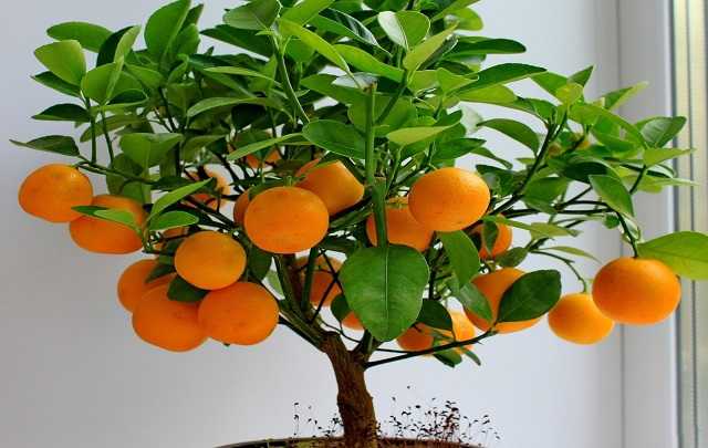 Image Name Orange bonsai