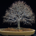 Pests and Diseases in Bonsai: Identification and Combat