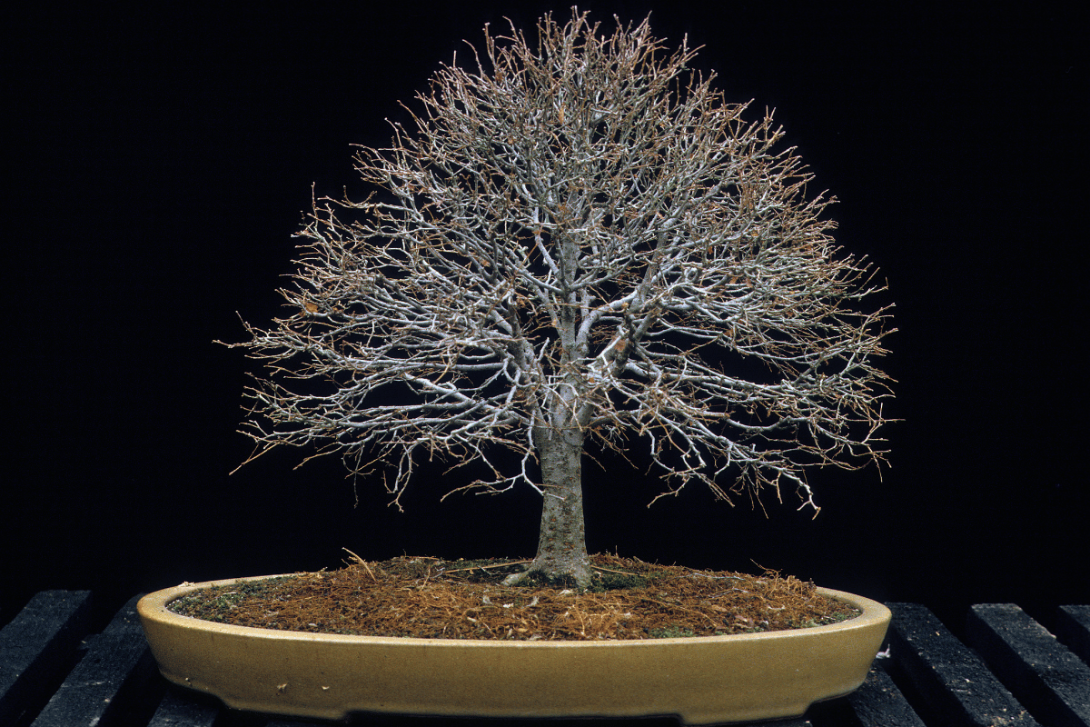 Pests and Diseases in Bonsai – featured image