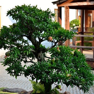 Image Name Pomegranate Bonsai 2