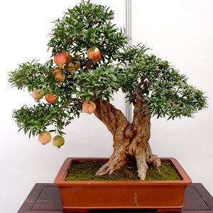 Image Name Pomegranate Bonsai 3