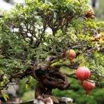 Pomegranate Bonsai - How to Care in 6 Simple Steps