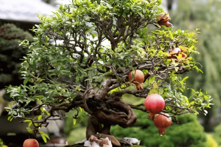 Pomegranate Bonsai – How to Care in 6 Simple Steps