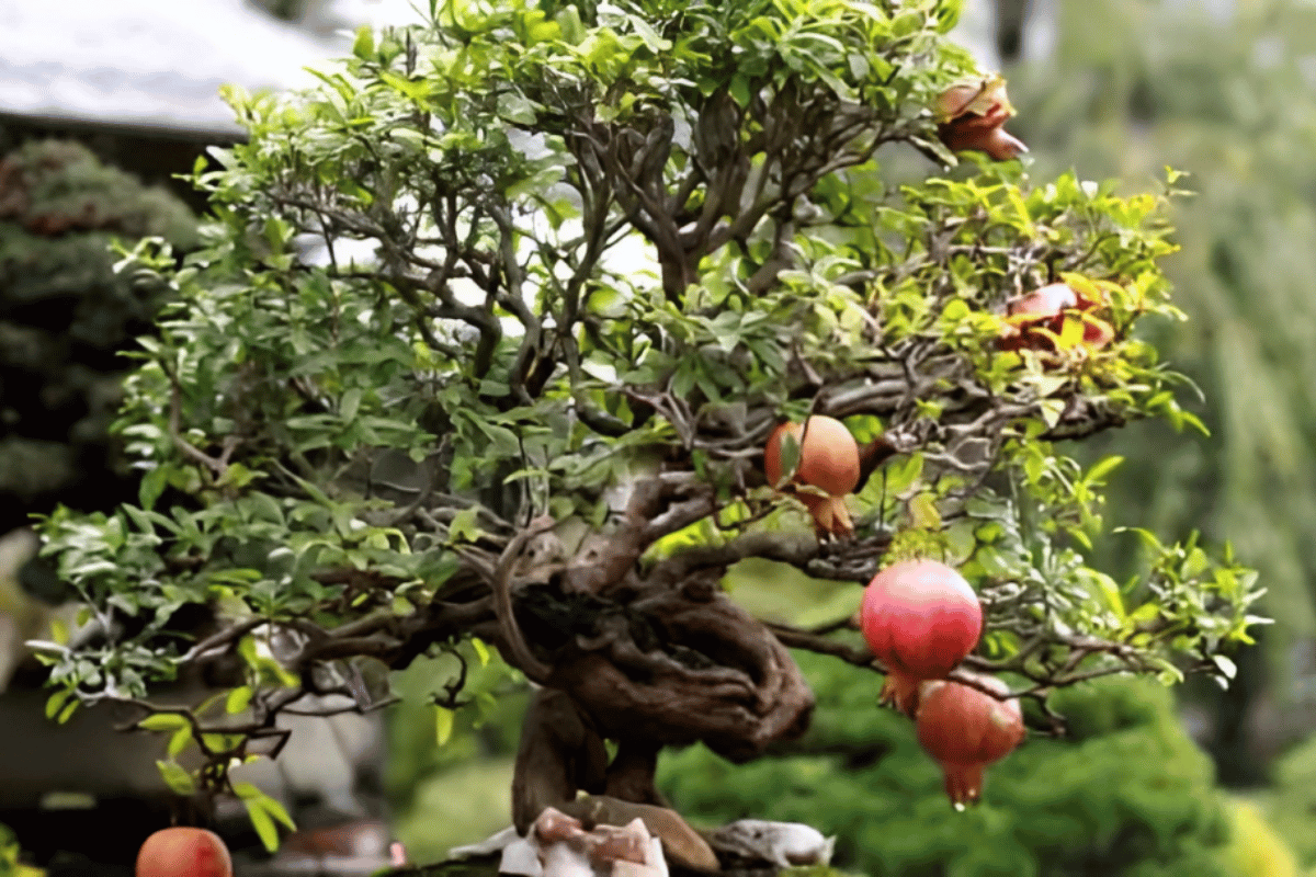 Pomegranate Bonsai – featured image