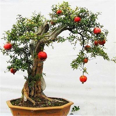 Image Name Pomegranate Bonsai