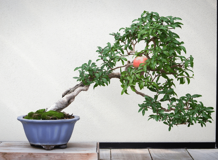 Image Name Pomegranate bonsai