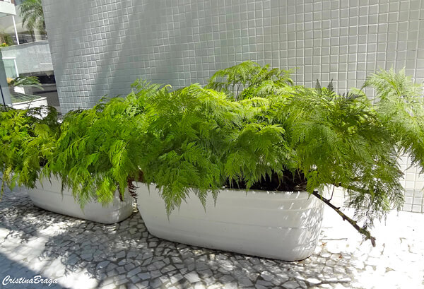 Image Name Rabbits Foot Fern 02