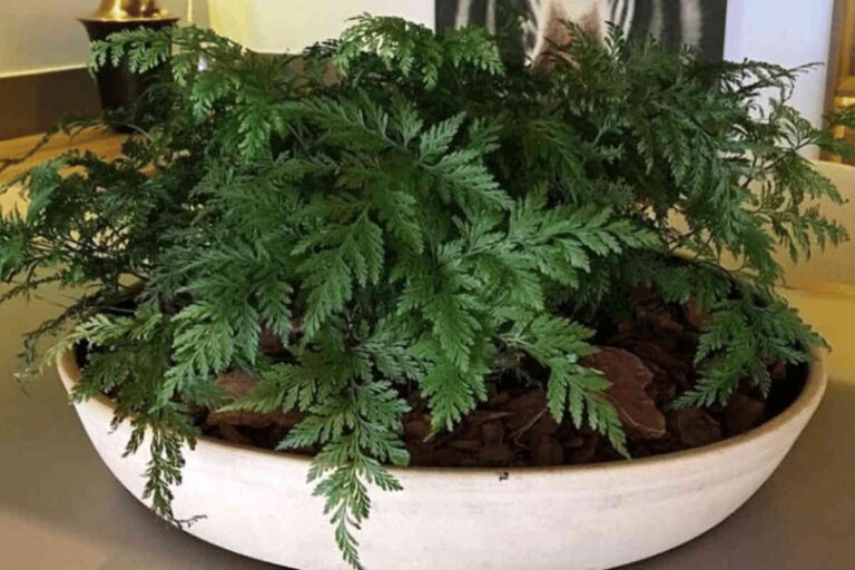 Rabbit’s Foot Fern – featured image Rabbit’s Foot Fern (Davallia fejeensis): Cultivation Guide
