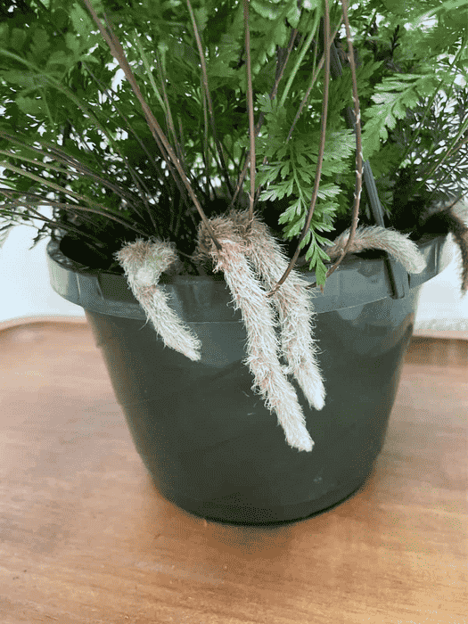 Image Name Rabbits Foot Fern in pot