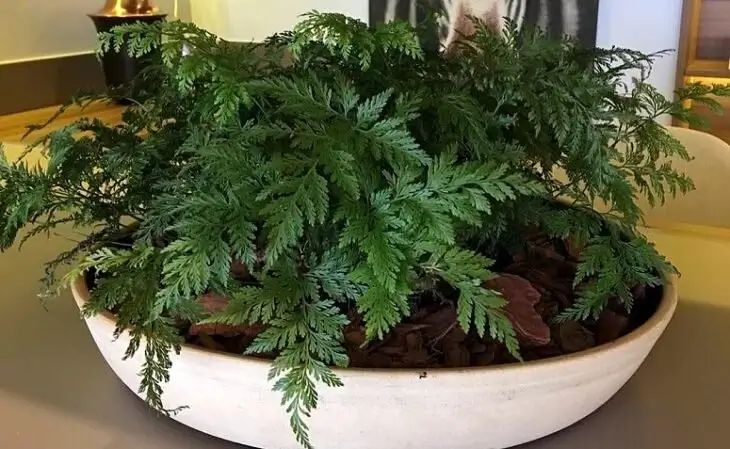 Image Name Rabbits Foot Fern