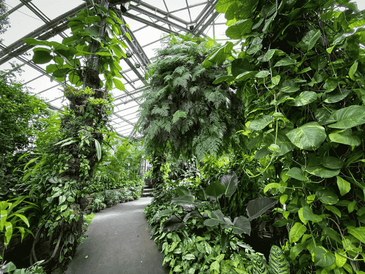 Image Name Rabbits foot fern over 70 years old