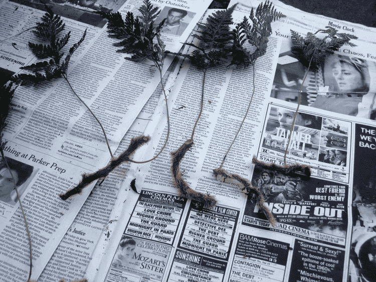 Image Name Rhizomes cut for multiplication