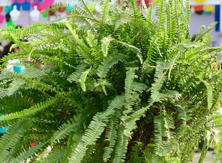 Image Name Sword Fern 02