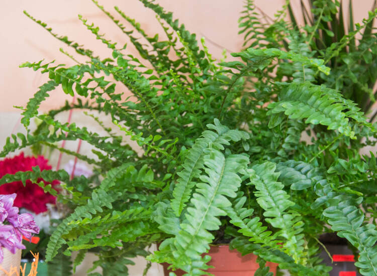 Image Name Sword fern
