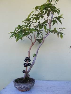 Image Name jaboticaba bonsai with fruits