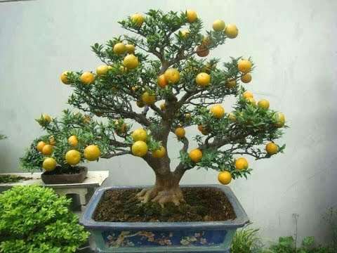 Image Name lemon bonsai 2