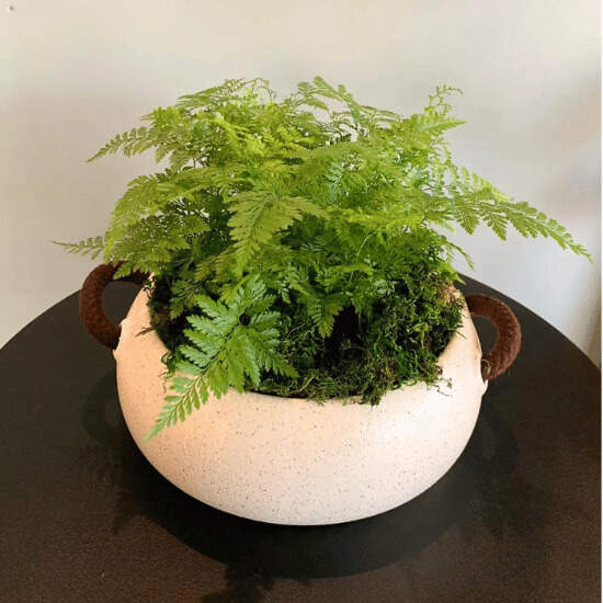 Image Name Leatherleaf fern 2