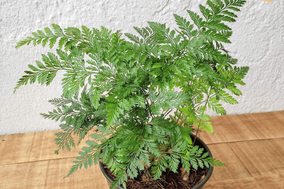 Leatherleaf fern – featured image