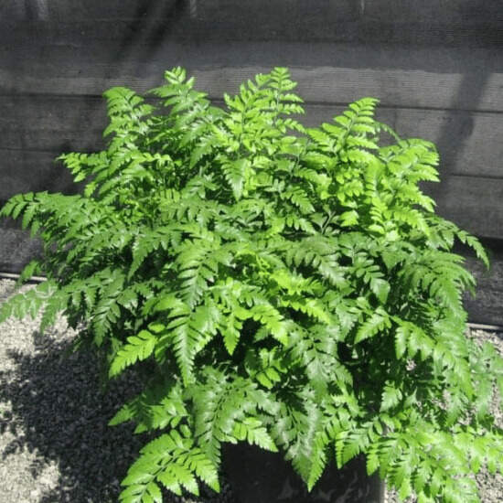 Image Name Leatherleaf fern