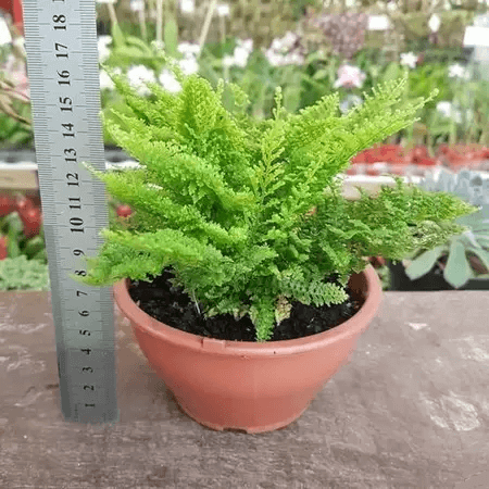 Image Name Marisa fern 03