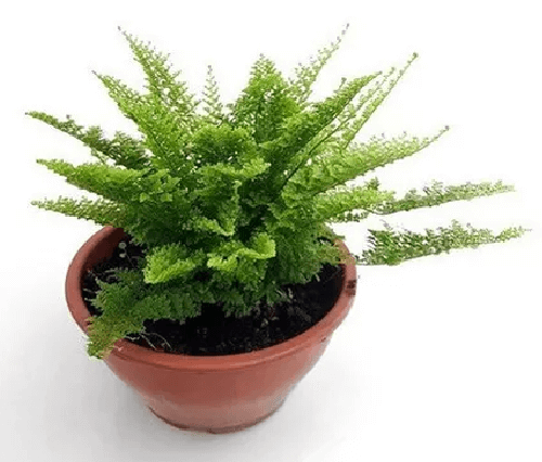 Image Name Marisa fern 04