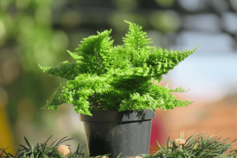 Marisa Fern: 7-Step Growing and Care Guide