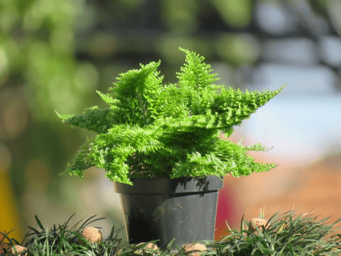 Image Name Marisa fern