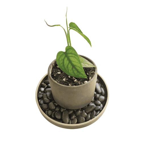 Image Name Moisture vase for plants