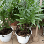 Monarch Fern – How to Care and Propagate