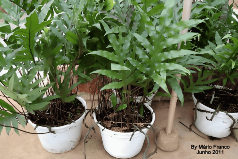 Monarch Fern – How to Care and Propagate