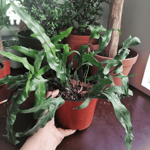 Image Name monarch fern