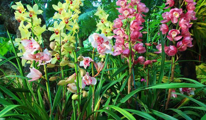 Image Name A lot of Cymbidium