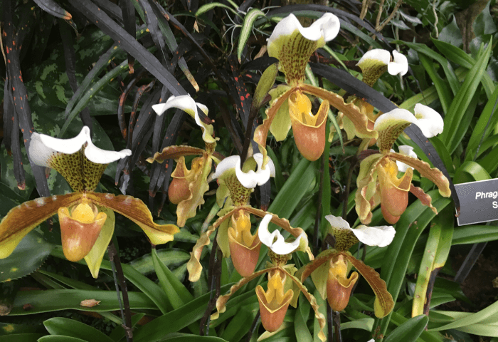 Image Name A lot of Paphiopedilum