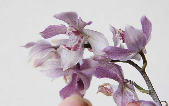 Image Name Acacallis cyanea