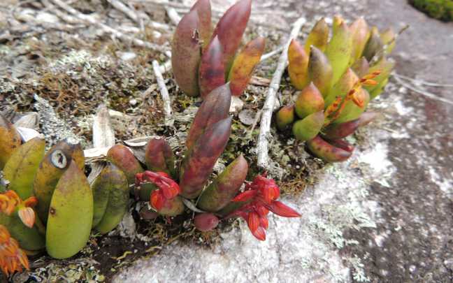 Image Name Acianthera teres