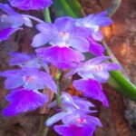 Aerides Orchids - Main Characteristics and How to Care