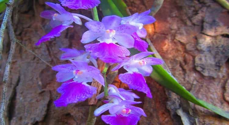 Aerides – featured image