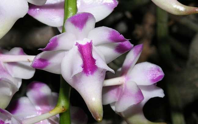 Image Name Aerides lawrenciae