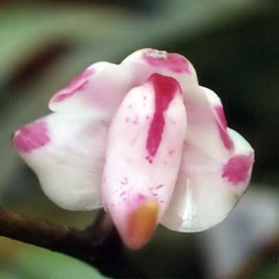 Image Name Aerides odorata