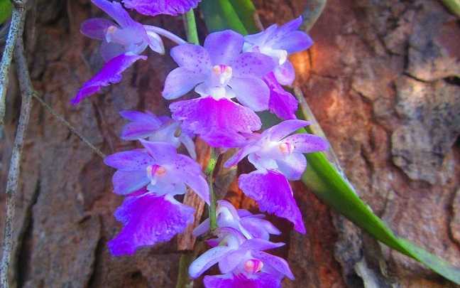 Image Name Aerides orchid