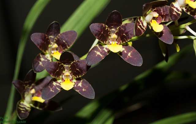 Image Name Ansellia africana var. black darkness