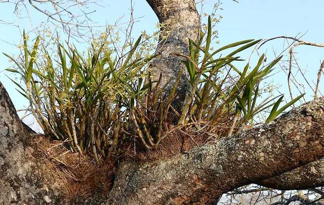 Image Name Ansellia habitat