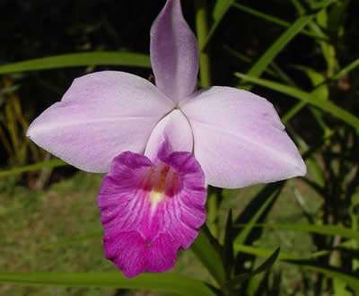 Image Name Arundina graminifolia flower 1