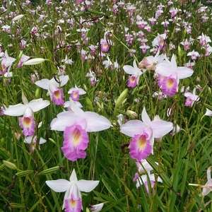Image Name Arundina graminifolia in soil 1