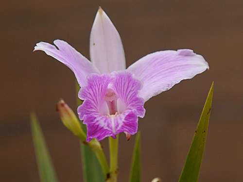 Image Name Arundina orchid 1