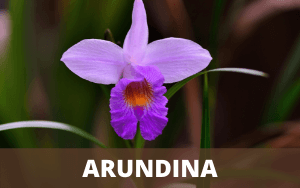 Image Name Arundina